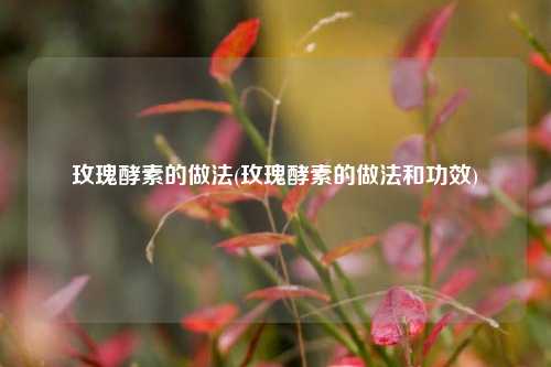 玫瑰酵素的做法(玫瑰酵素的做法和功效)