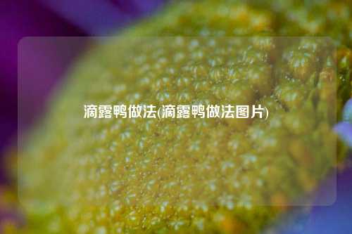 滴露鸭做法(滴露鸭做法图片)